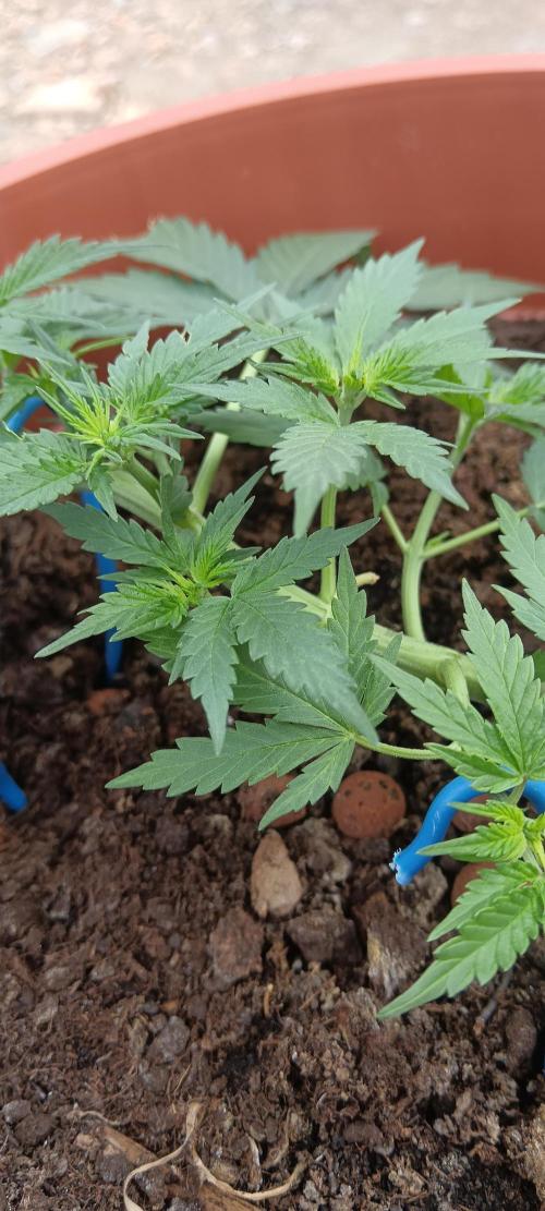 Royal Critical Auto. Week 5