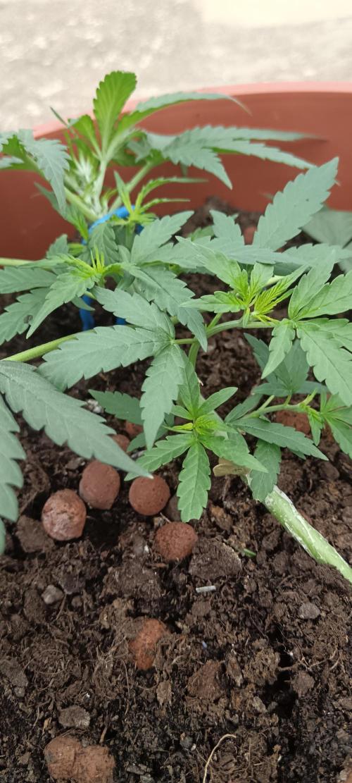 Royal Critical Auto. Week 5