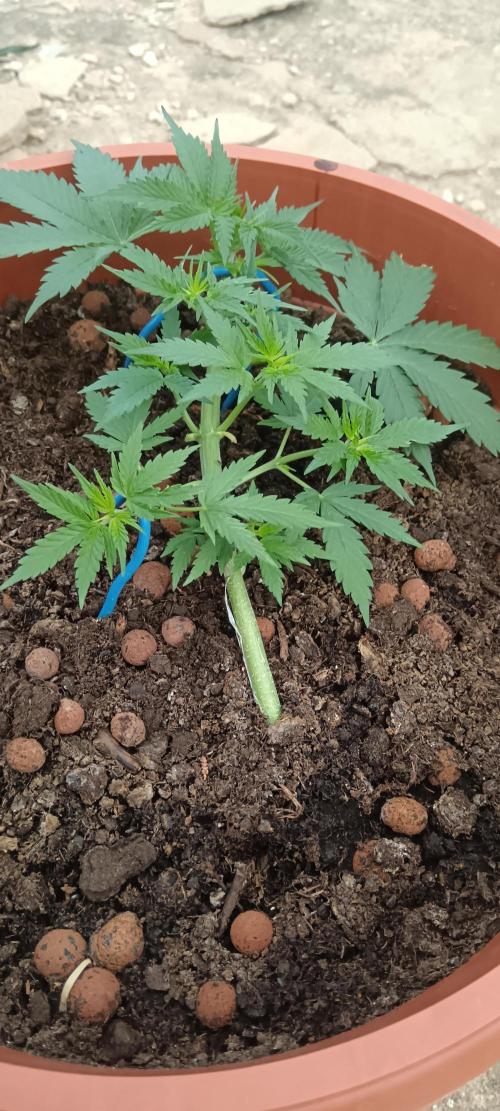 Royal Critical Auto. Week 5