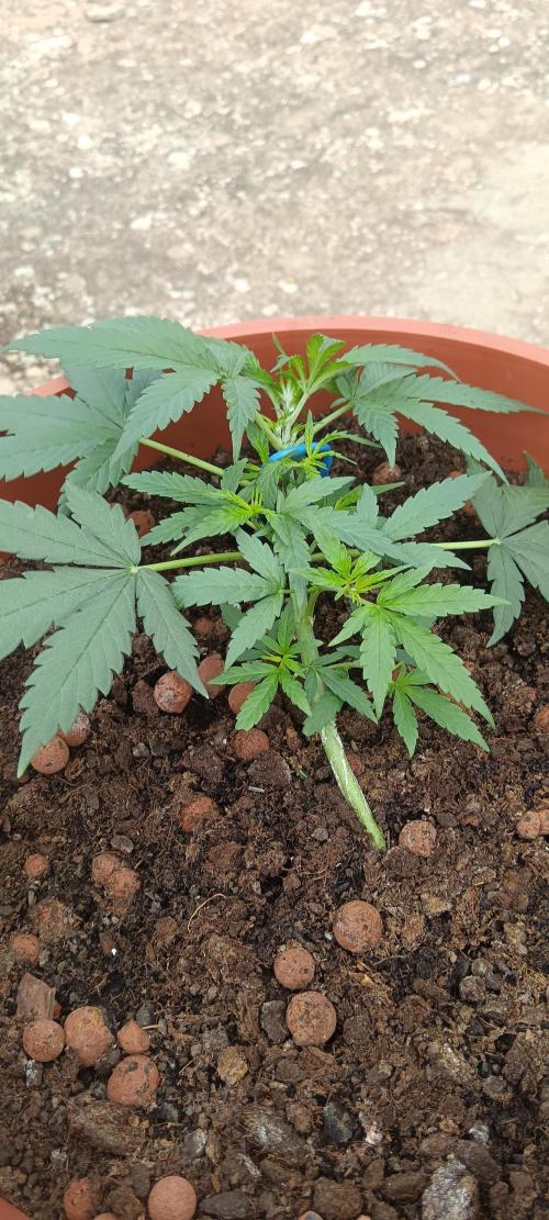 Royal Critical Auto. Week 5