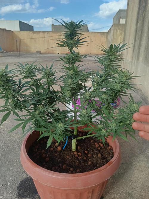 Experimental Grow+Aged sheep manure. Week 10