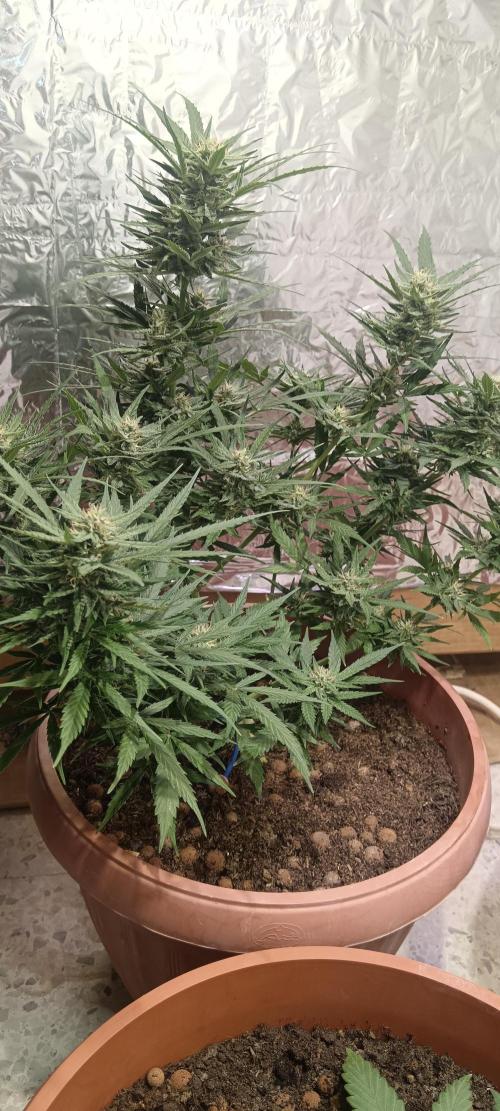 Experimental Grow+Aged sheep manure. Week 10