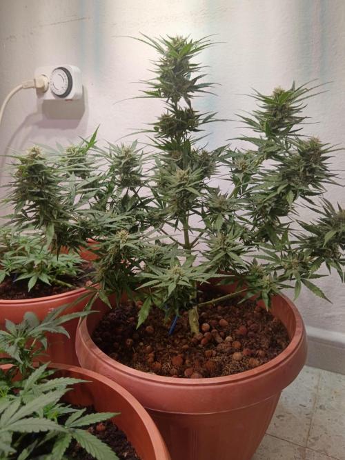 Experimental Grow+Aged sheep manure. Week 10