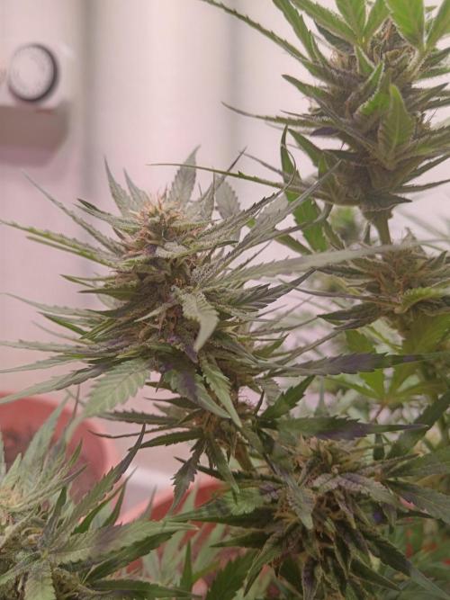 Experimental Grow+Aged sheep manure. Week 10
