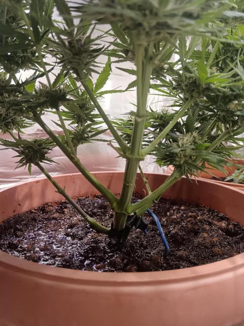Experimental Grow+Aged sheep manure. Week 10