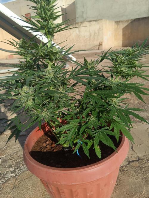 Experimental Grow+Aged sheep manure. Week 10