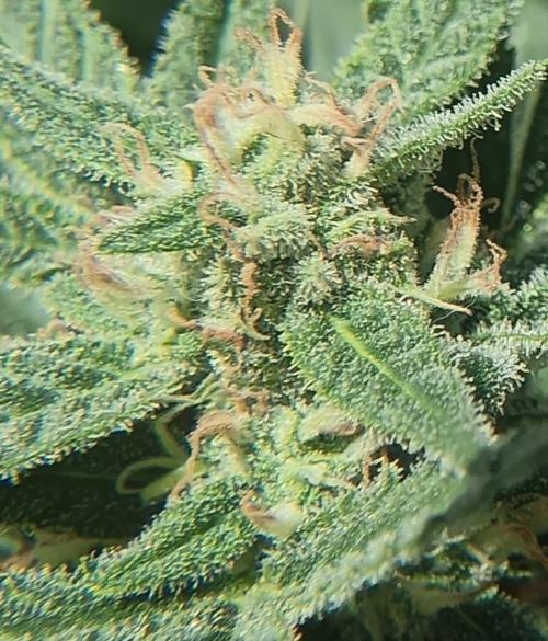 Experimental Grow+Aged sheep manure. Week 10