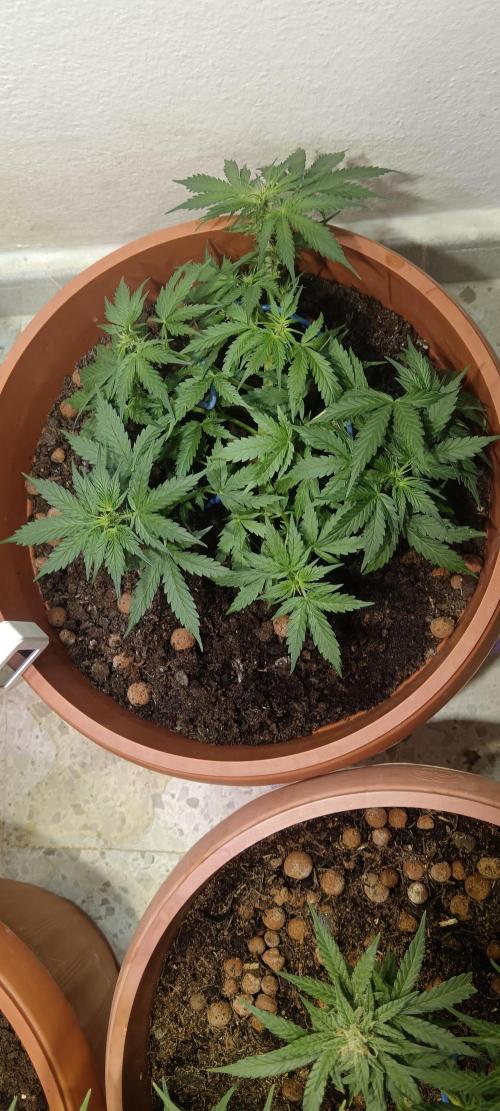 Royal Critical Auto. Week 6