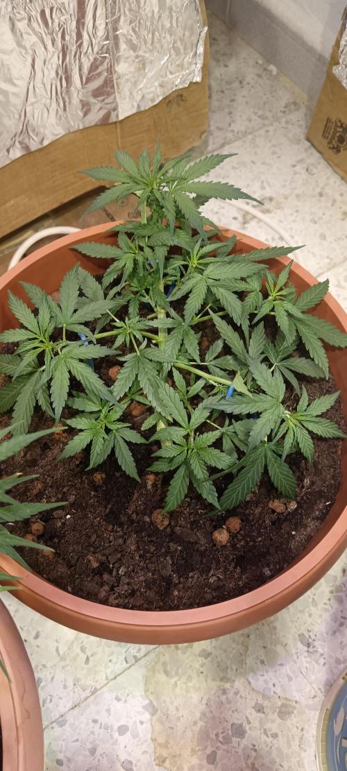 Royal Critical Auto. Week 6