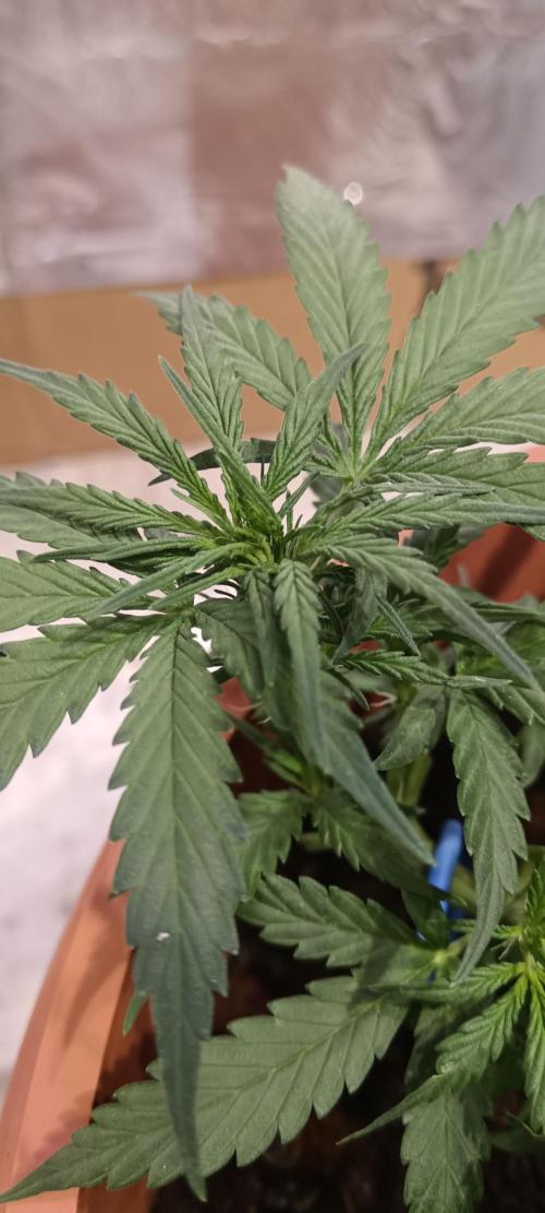 Royal Critical Auto. Week 6