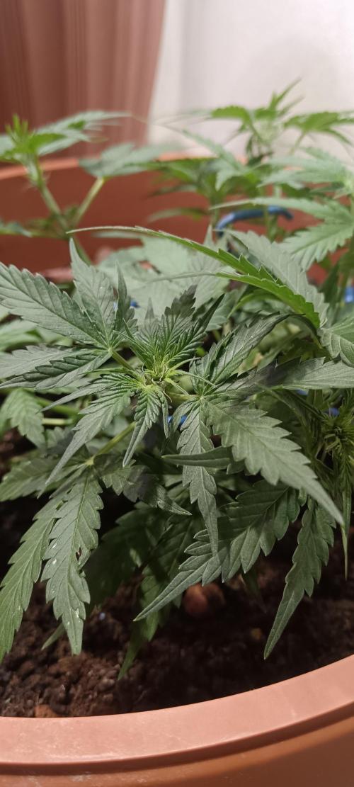 Royal Critical Auto. Week 6