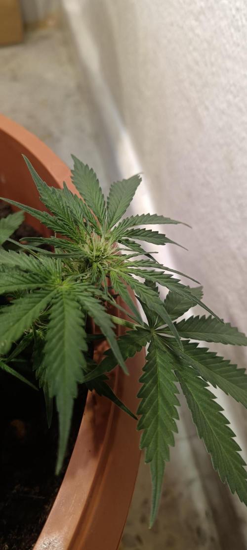 Royal Critical Auto. Week 6
