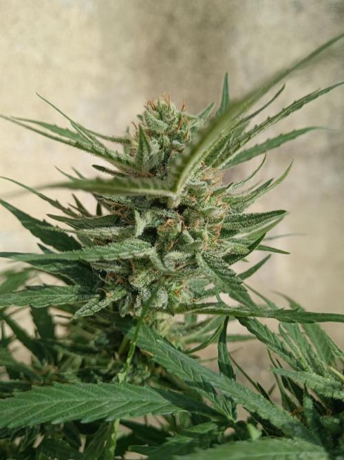 Experimental Grow+Aged sheep manure. Week 11