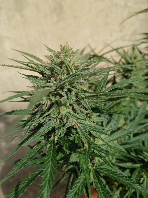 Experimental Grow+Aged sheep manure. Week 11