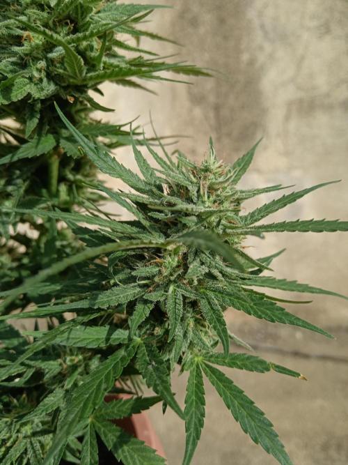 Experimental Grow+Aged sheep manure. Week 11