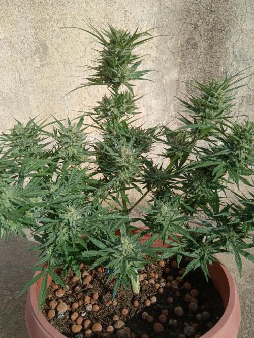 Experimental Grow+Aged sheep manure. Week 11