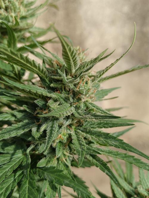 Experimental Grow+Aged sheep manure. Week 11