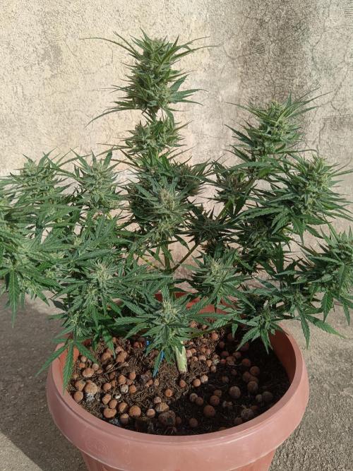 Experimental Grow+Aged sheep manure. Week 11
