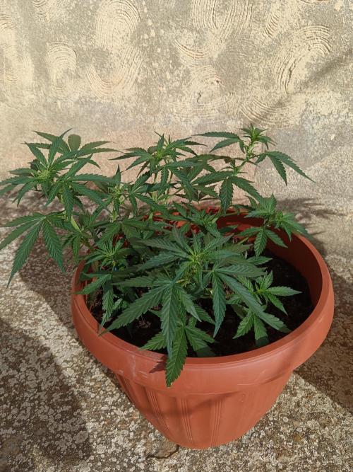 Royal Critical Auto. Week 7