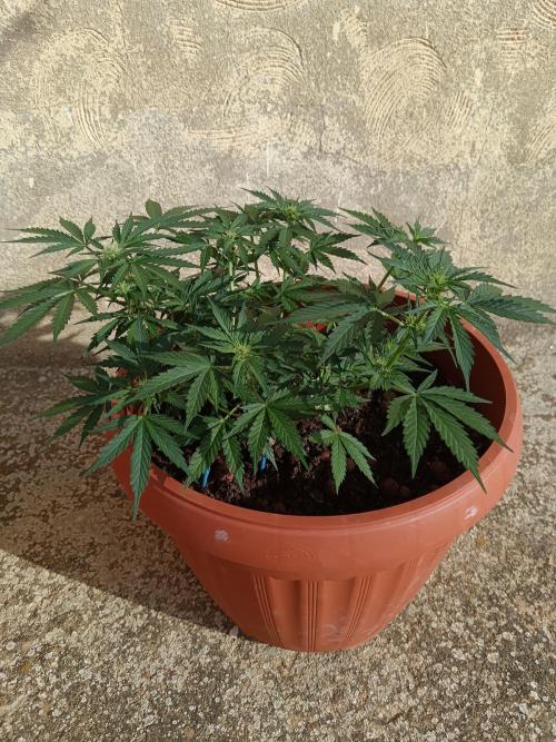 Royal Critical Auto. Week 7