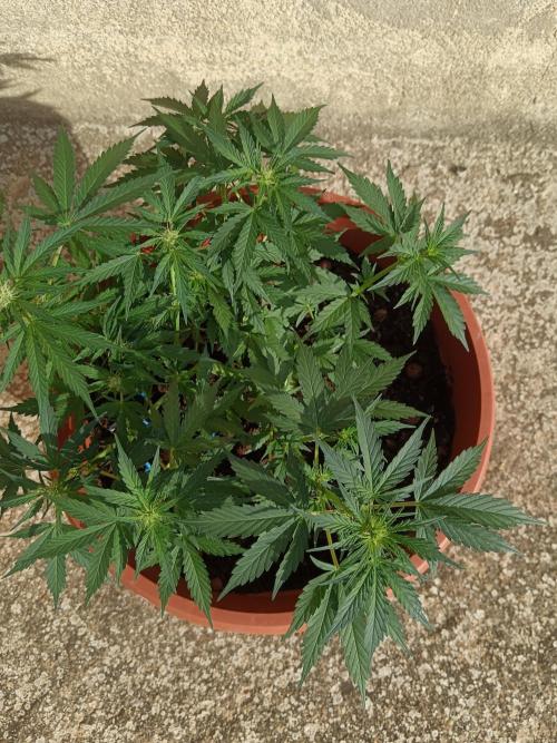 Royal Critical Auto. Week 7