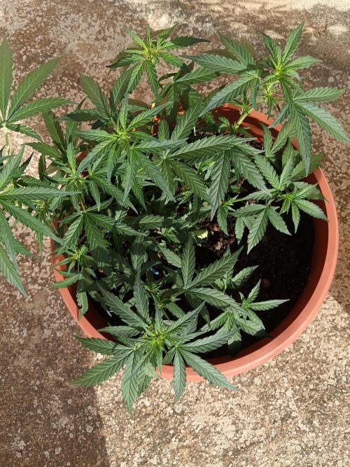 Royal Critical Auto. Week 7