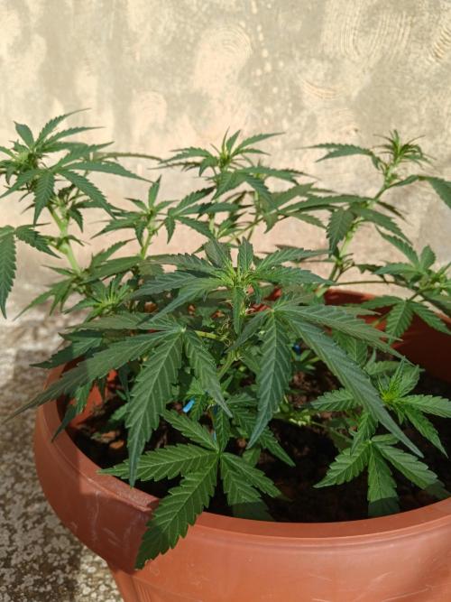 Royal Critical Auto. Week 7