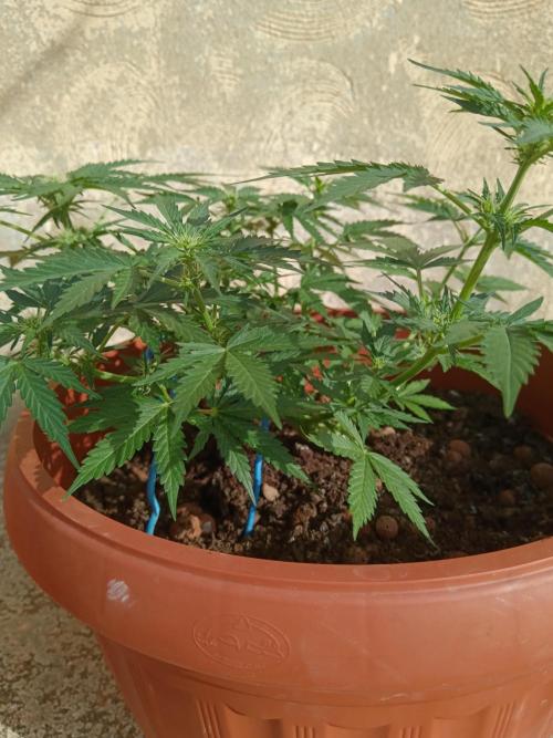 Royal Critical Auto. Week 7