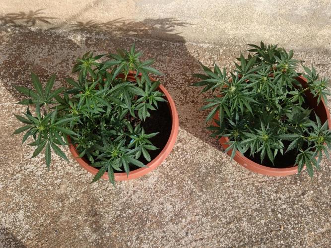 Royal Critical Auto. Week 7