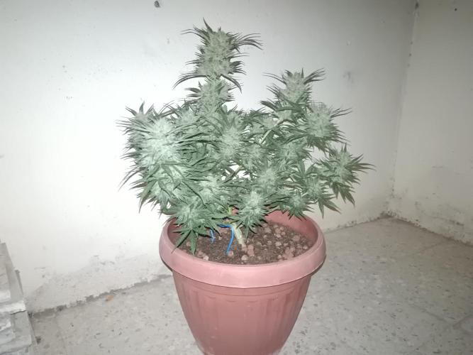 Experimental Grow+Aged sheep manure. Week 12