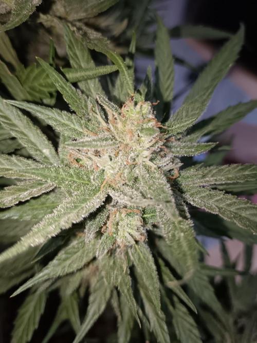 Experimental Grow+Aged sheep manure. Week 12