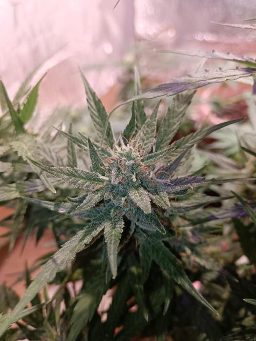 Experimental Grow+Aged sheep manure. Week 12