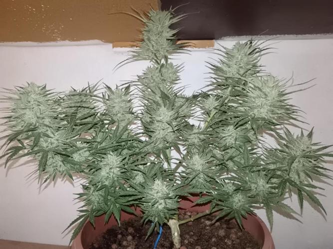 Experimental Grow+Aged sheep manure. Week 12