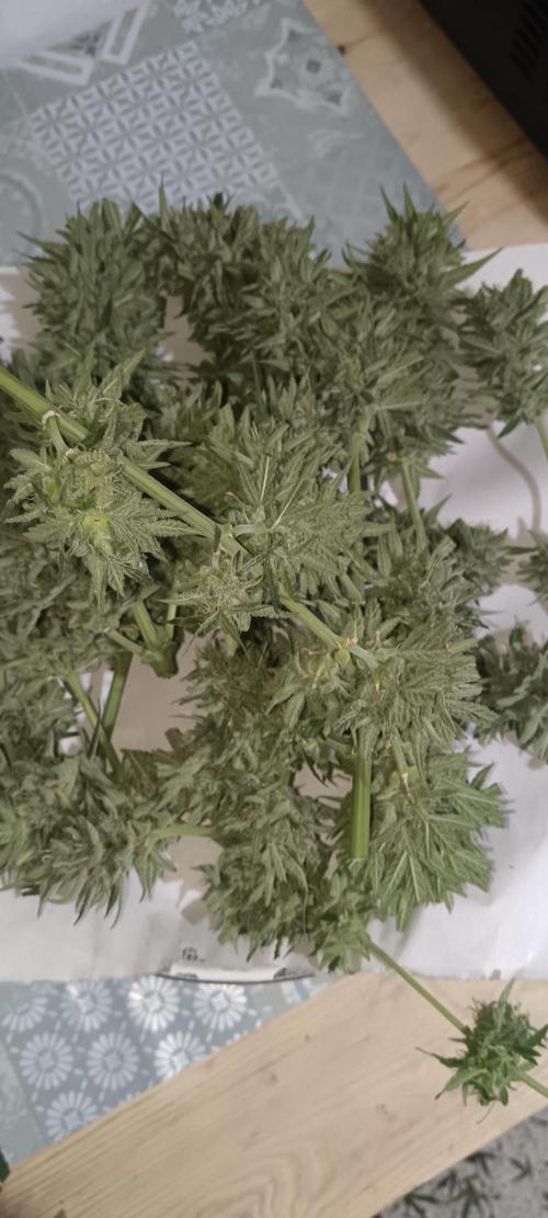 Experimental Grow+Aged sheep manure. Week 13