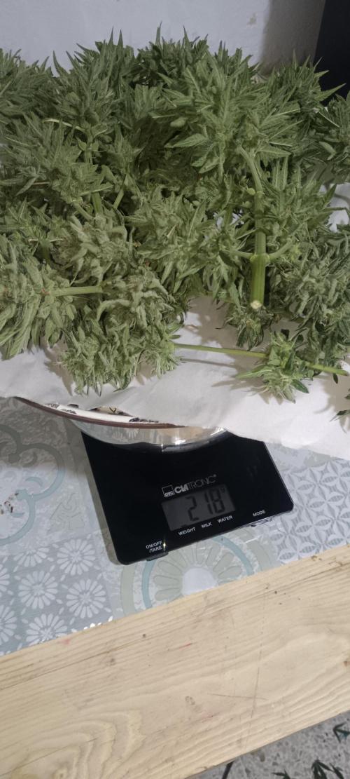 Experimental Grow+Aged sheep manure. Week 13