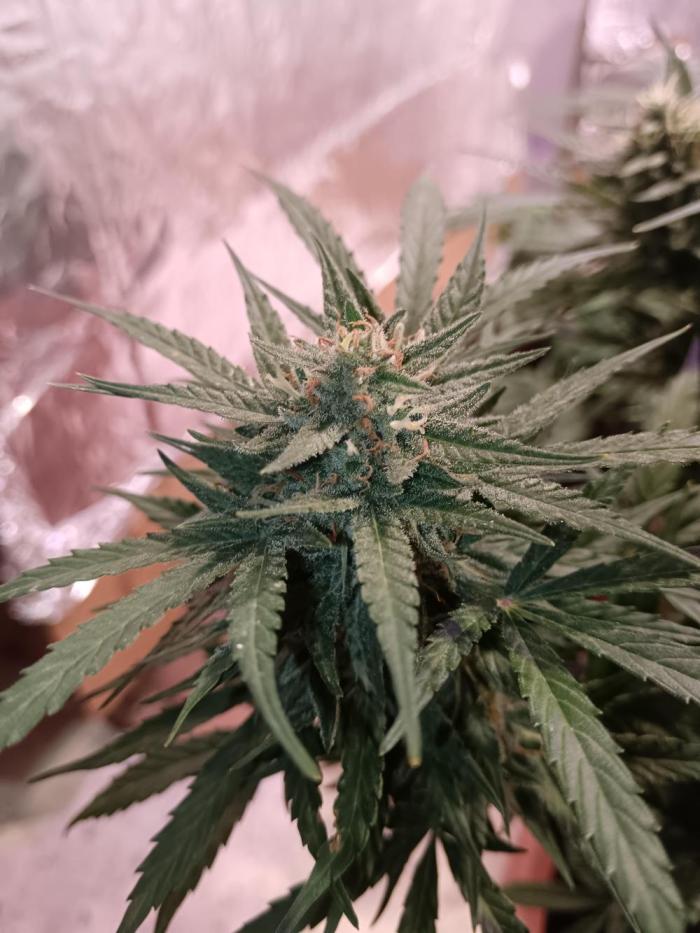 Royal Critical Auto. Week 8