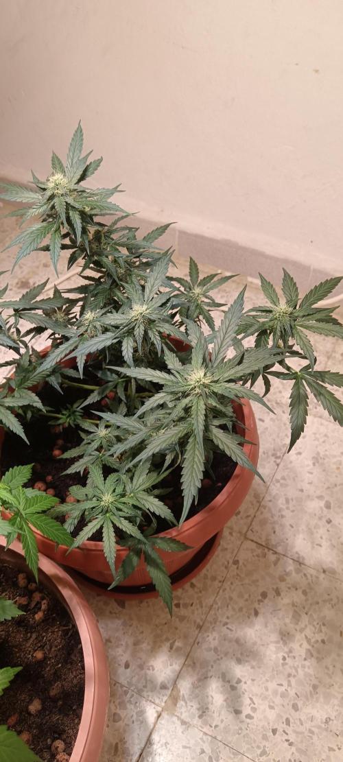 Royal Critical Auto. Week 9