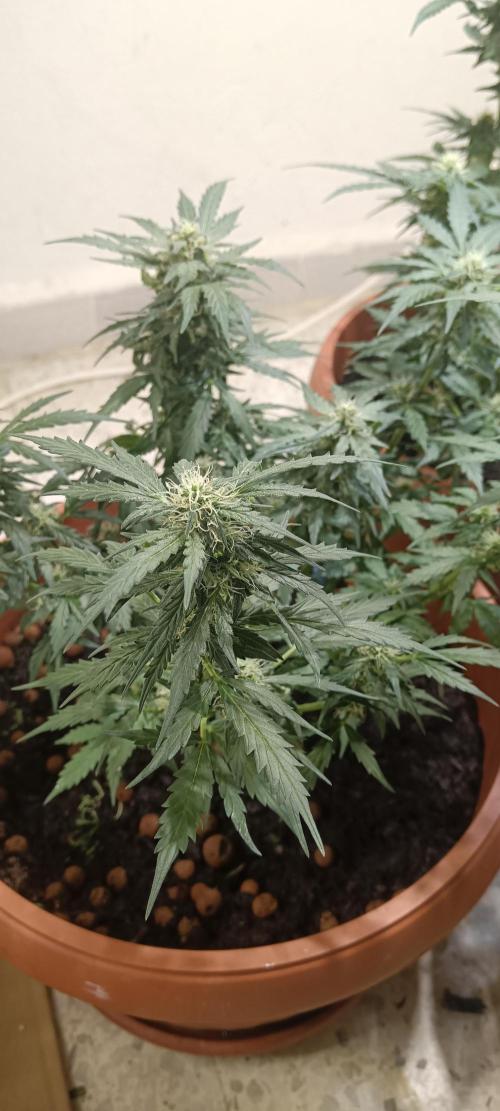 Royal Critical Auto. Week 9