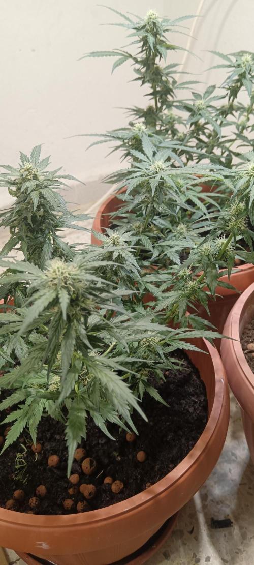 Royal Critical Auto. Week 9