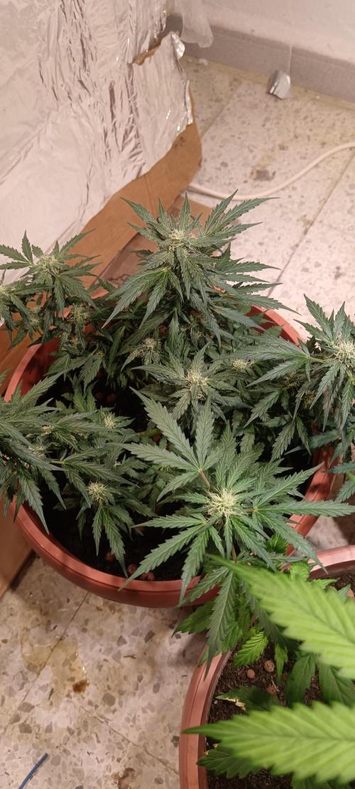 Royal Critical Auto. Week 9