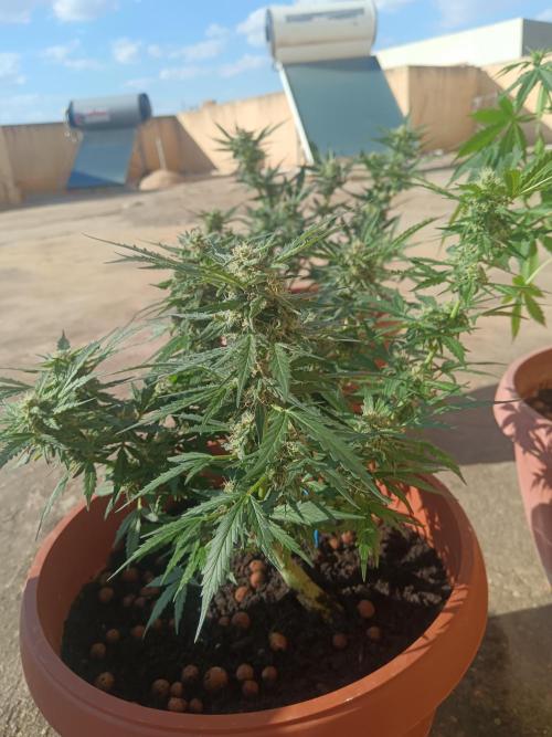 Royal Critical Auto. Week 10