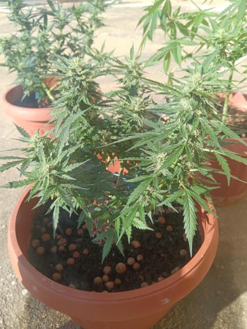 Royal Critical Auto. Week 10
