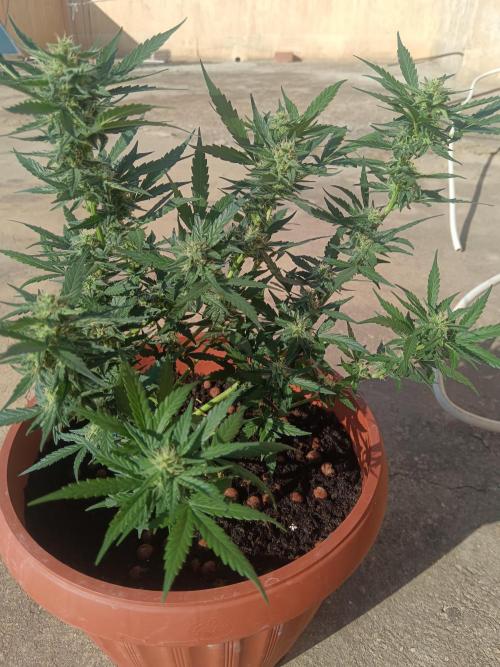 Royal Critical Auto. Week 10