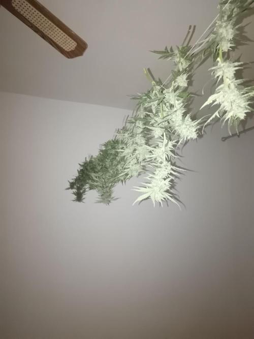 Royal Critical Auto. Week 13