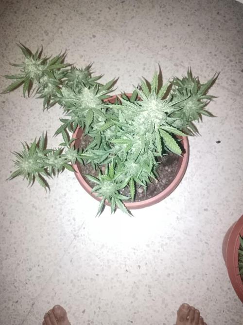 Royal Critical Auto. Week 13