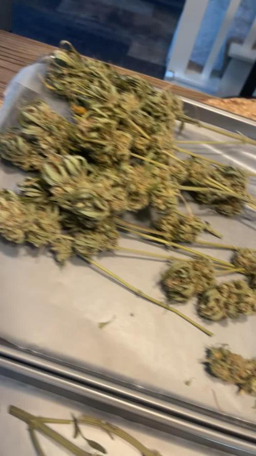 Cherry Cola Fast Buds