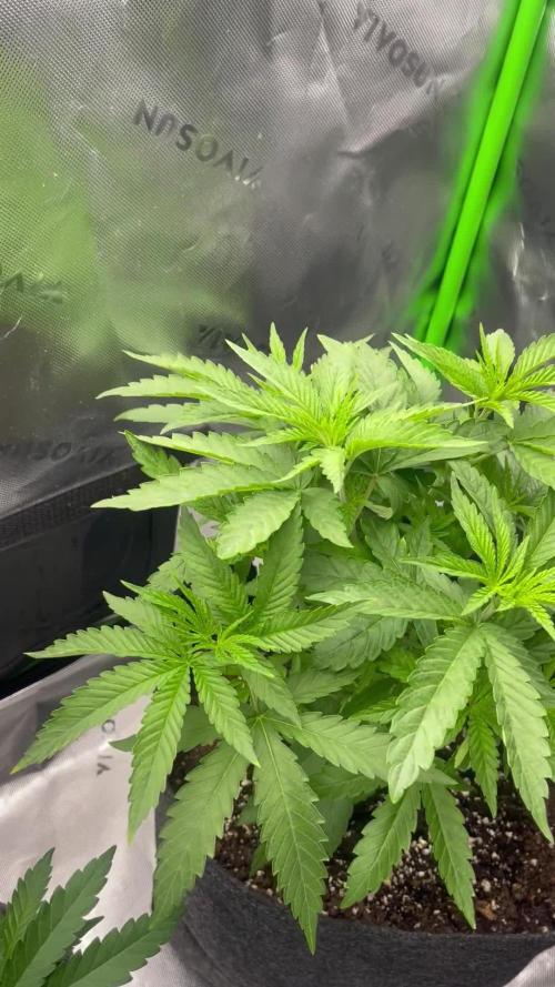 FB420 Rainbow Melon 🌈 🍈