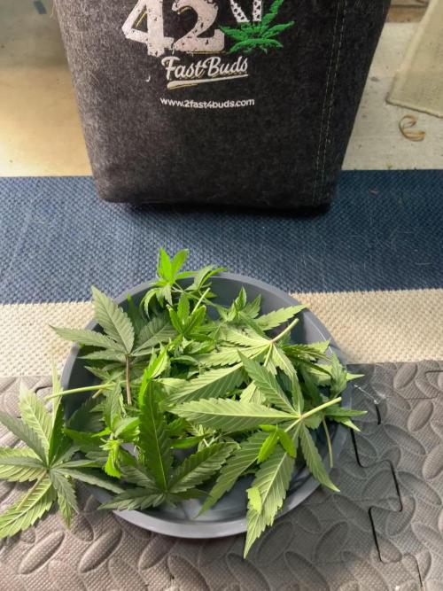 FB420 Rainbow Melon 🌈 🍈