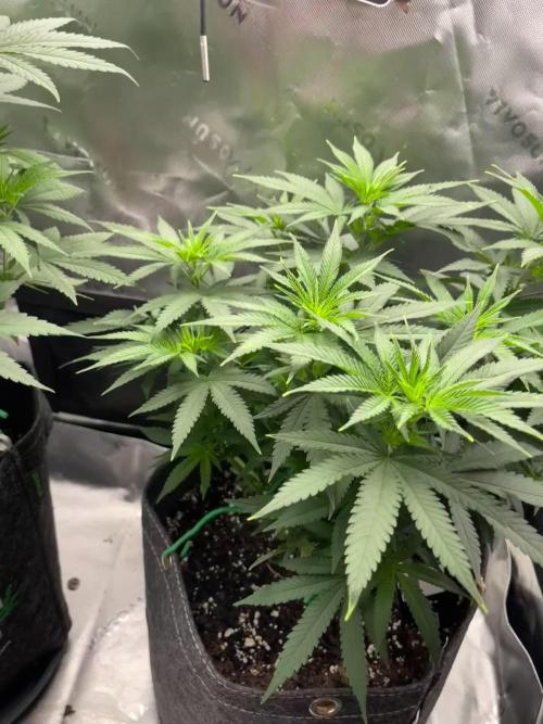 Chill Out OG F4