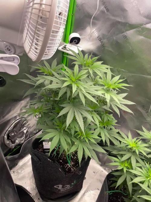 FB420 Rainbow Melon 🌈 🍈